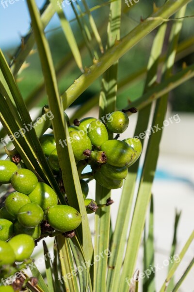 Palm Fruit Fruits Exotic Palm Tree