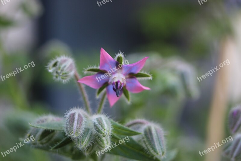 Borage Blossom Bloom Plant Nature