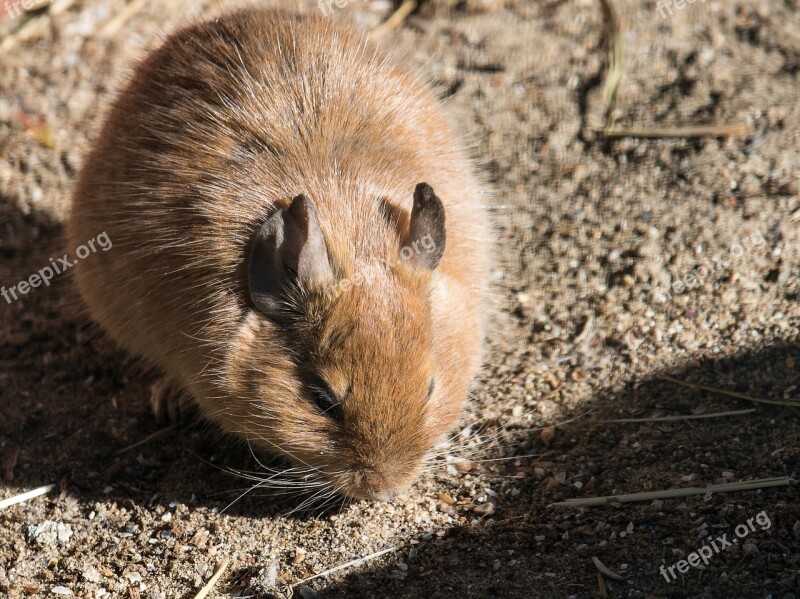 Degus Rodent Mammal Animal Animal World