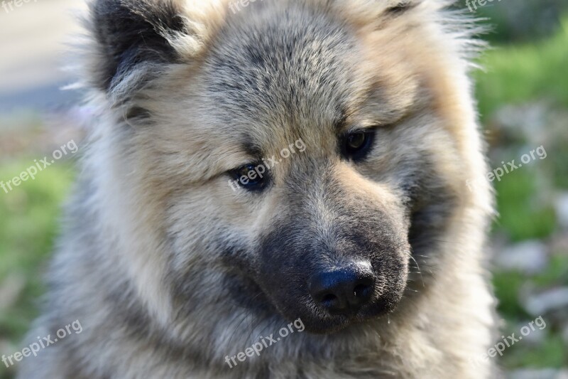 Dog Portrait Dog Eurasier Eurasier Dog Olaf Blue Canine