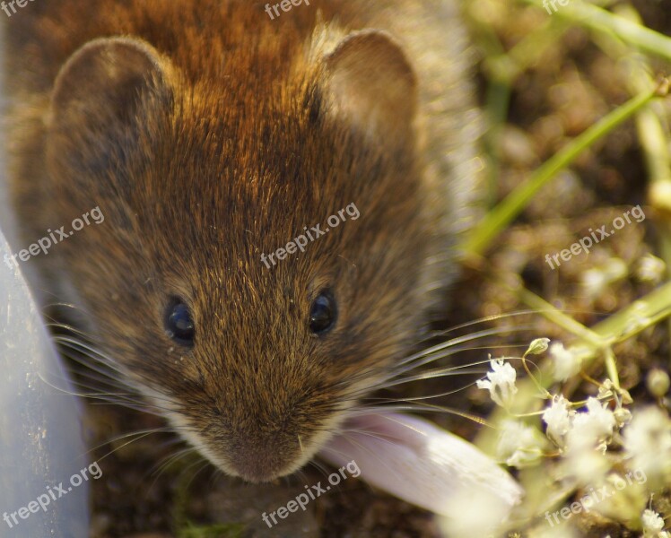 Mouse Head Cute Animal Sweet