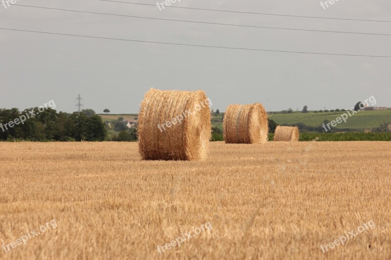 Straw Field Agriculture Summer Cereals