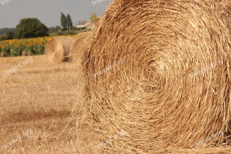 Straw Field Agriculture Summer Cereals