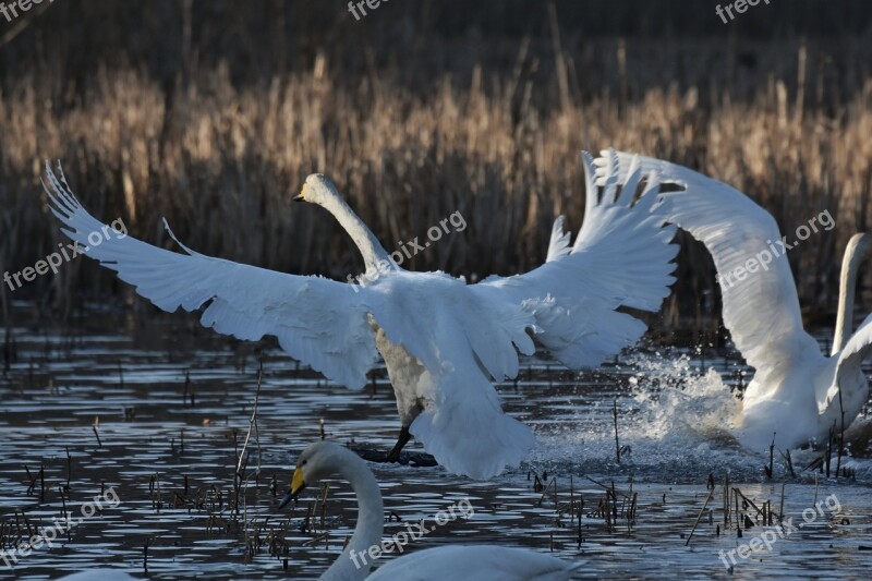 Animal Lake Waterside Bird Waterfowl