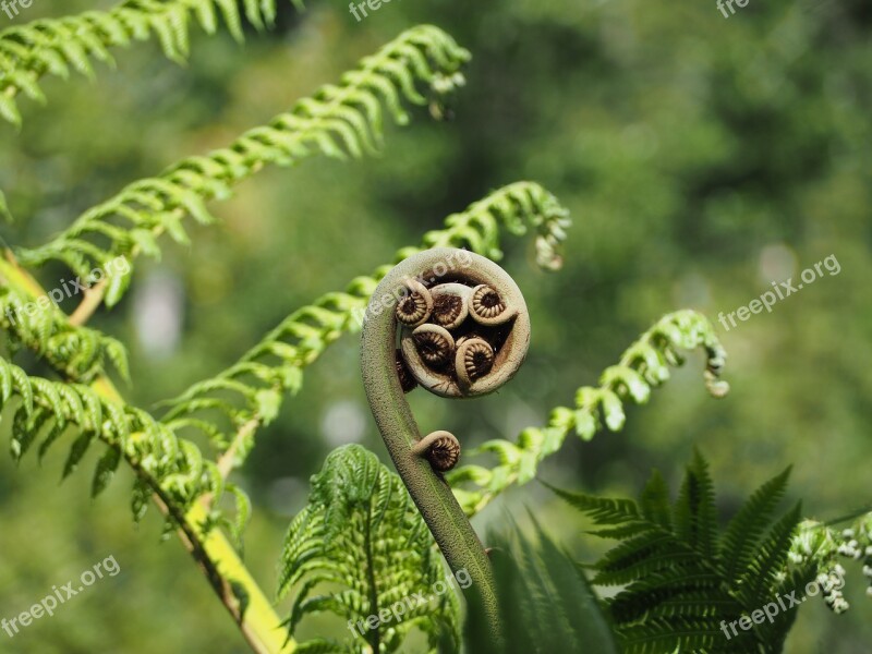 Nature Green Ornament Garden Botanical