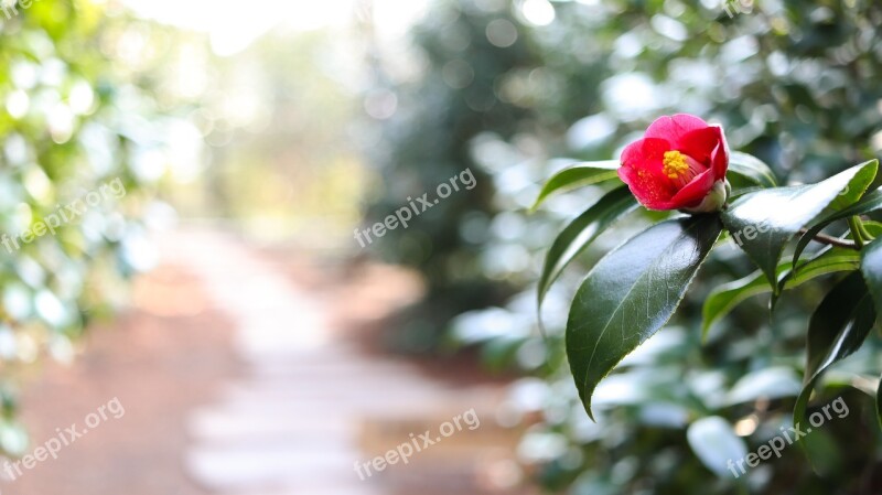 Camellia Flower Road Camellia Flower Winter