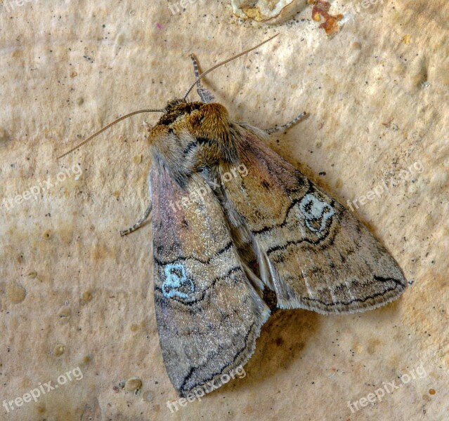 Moth Figure-of-eighty Wings Pattern Nature