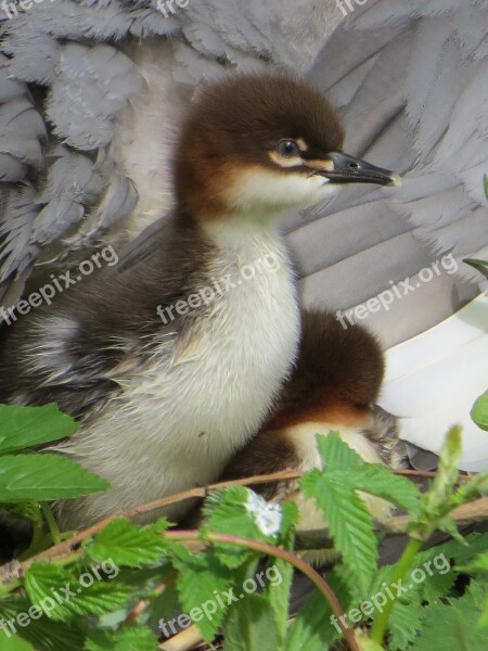 Baby Bird Plumage Animals Cute Chicks