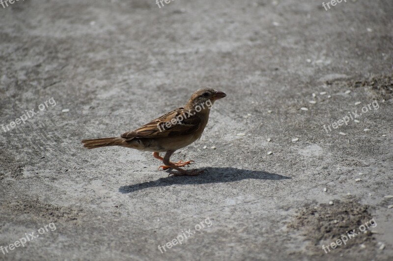 Sparrow Bird Nature Sperling Plumage