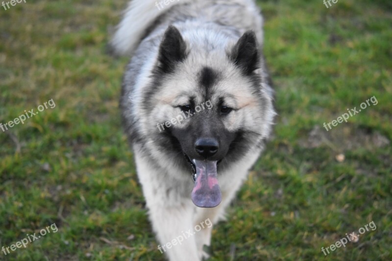 Dog Bitch Dog Eurasier Bitch Noel Animal Portrait