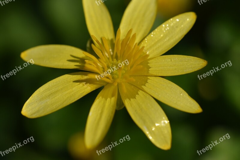 Flower Flowers Buttercup Petals The Colour Yellow