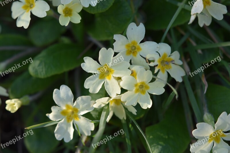 Flowers Primroses Yellow Flowers Season Spring