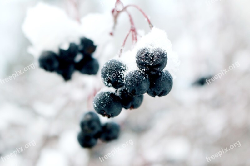 Frozen Grapes Winter Snow Crystal