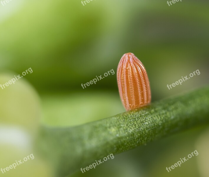 Egg Butterfly Orange-tip Micro Macro