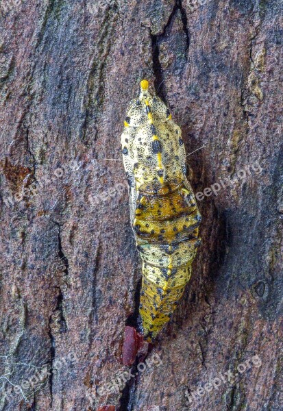 Pupa Butterfly Large White Cocoon Wildlife