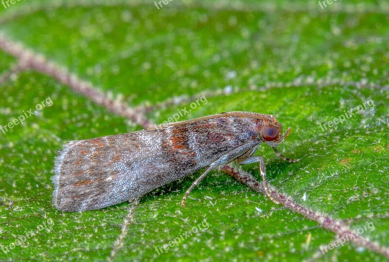 Moth Micro Macro Tiny Wings