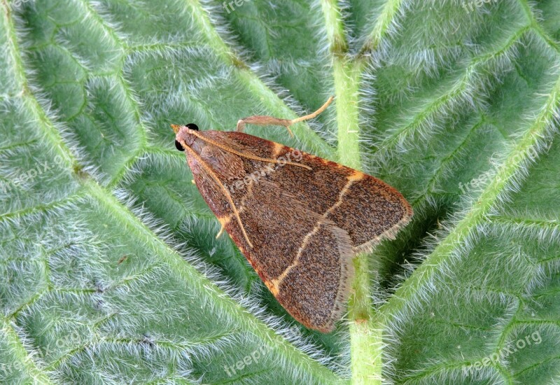 Moth Micro Macro Tiny Wings