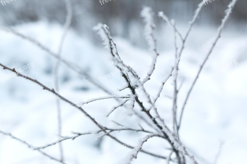 Brunch Winter Landscapes Winter Snow Snow Crystals