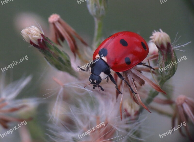 Ladybug Nature Plant Insect Ladybird