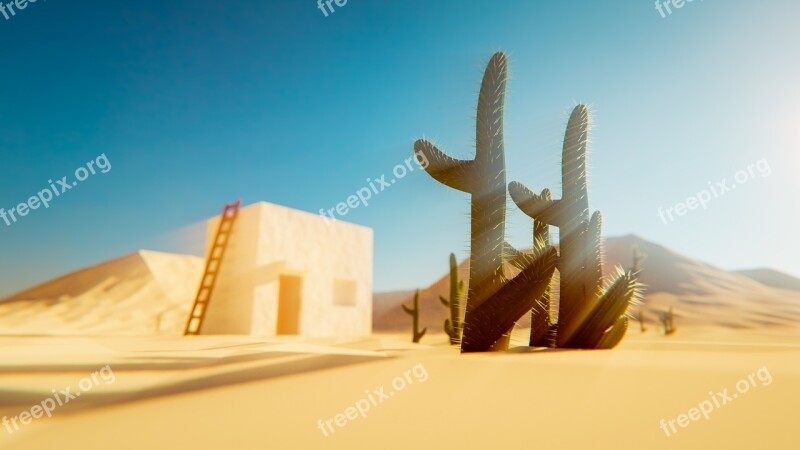 Desert Cactus Sand Dirt Collection Plants