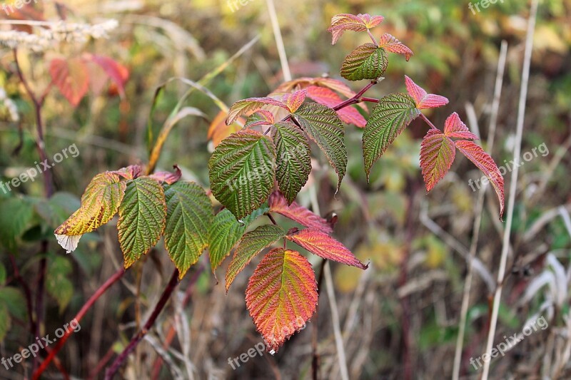 Autumn Fall Colors Nature Leaves Forest