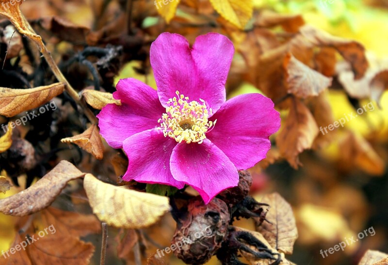 Rose Hip Autumn Nature Roses Flora