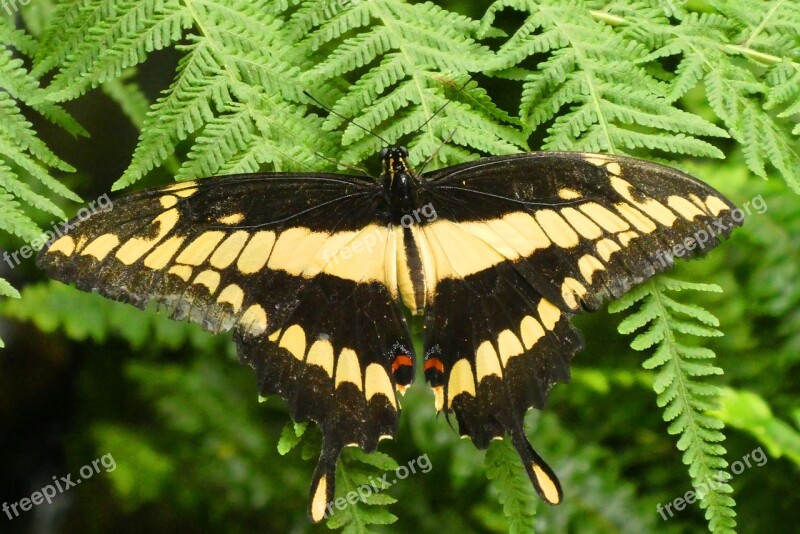 Butterfly Butterfly Garden Fauna Wings Color