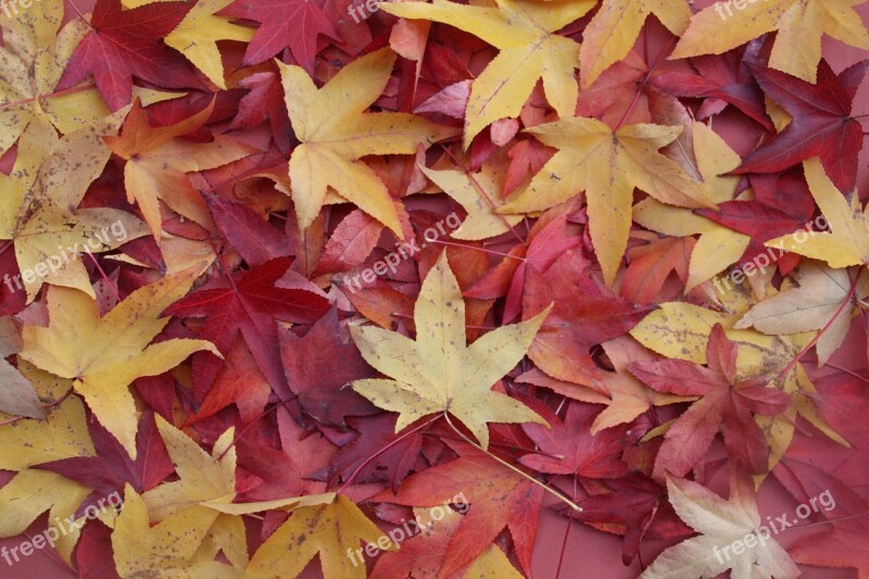 Leaves Fall Nature Colorful Orange