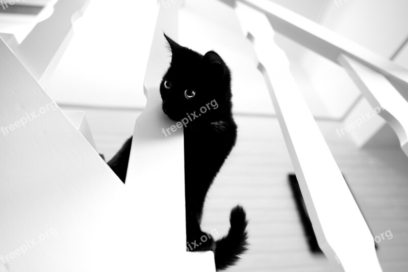 Black Cat White Stairs Looking Kitty