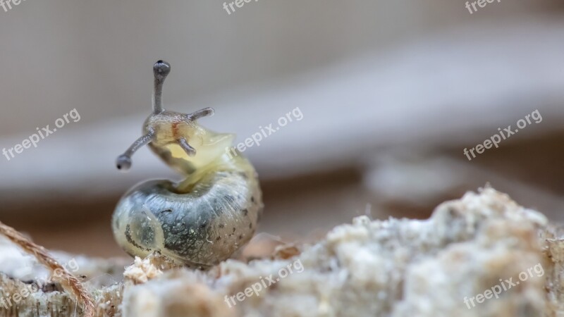 Macro Slug Animals Shell Closeup