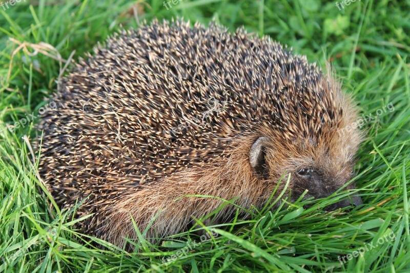 Hedgehog Garden Gras Animal Free Photos