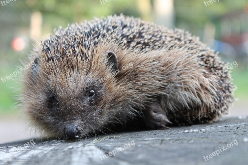 Hedgehog Garden Animal Free Photos