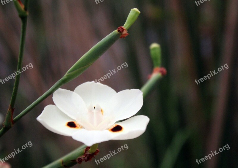 Flower White Blur Background Garden Plant