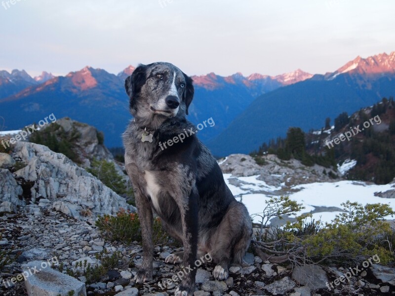 Dog Australian Shepherd Mutt Mixed Breed Sunset