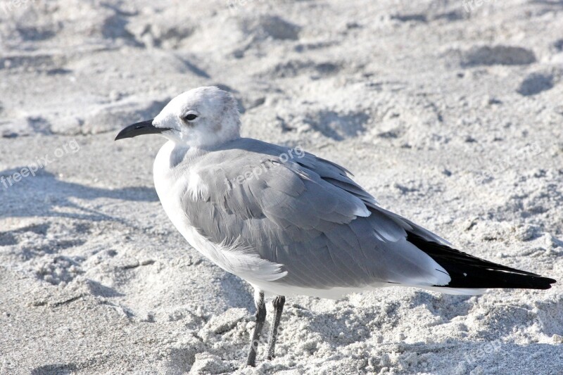 Bird Animal Beach Nature Sanibel