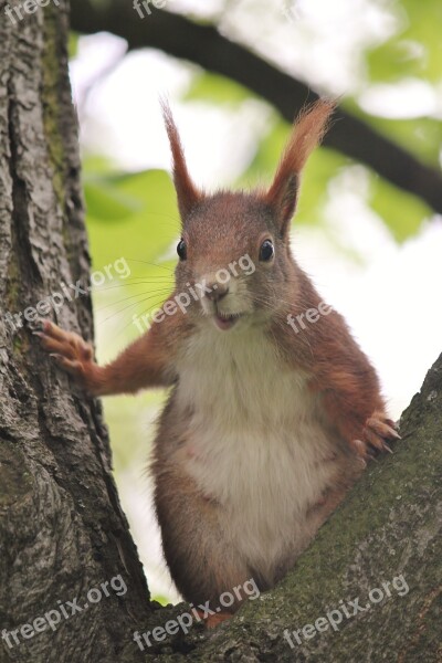 The Squirrel Tree Rodent Nature Wild