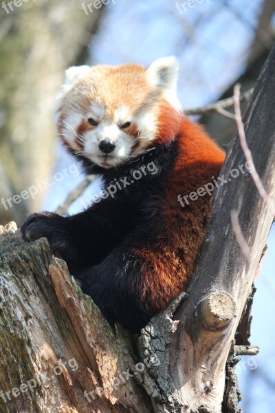 Red Panda Tree Animal Sitting View