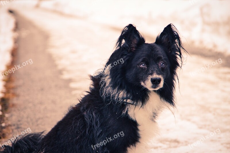 Dog Winter Snow Favorite Walk