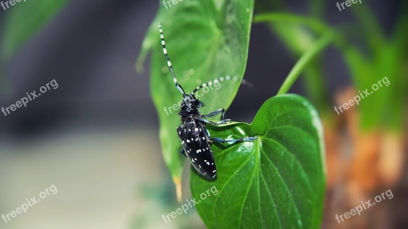 Beetles Insect Plant Green Pets