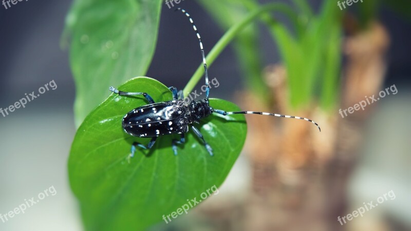 Beetles Insect Plant Green Pets