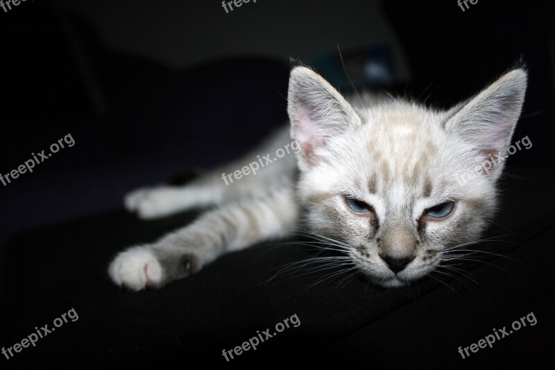 Cat Kitten Dark Background Pet Animal