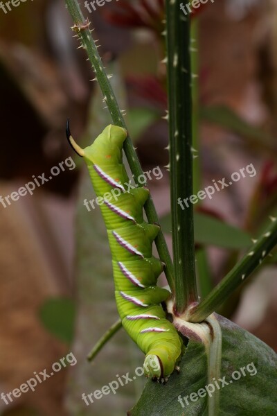 Insects Caterpillars Sphinx Ligustri Privet Pintail Butterfly