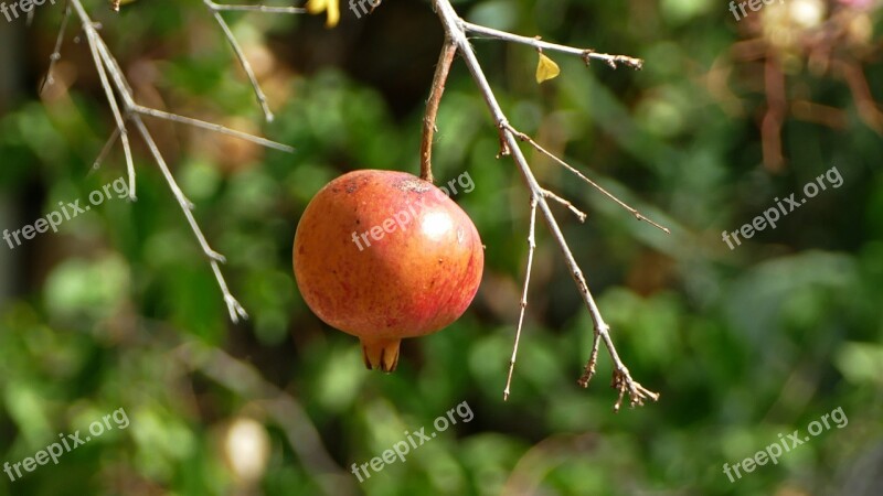 Pomegranate Fruit Mediterranean Healthy Free Photos