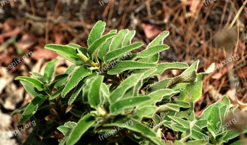 Sage Herbs Wild Herbs Mediterranean Spice