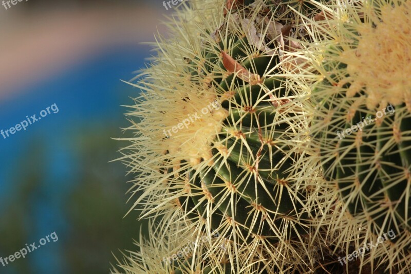 Cactus Prickly Plant Botanical Garden Botany