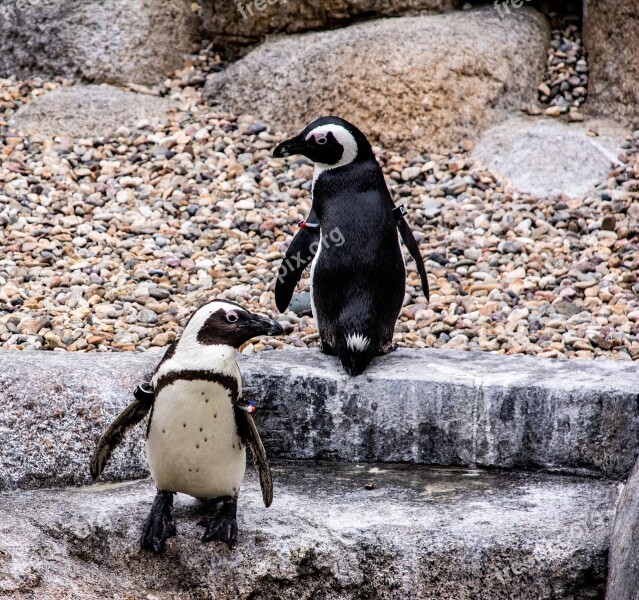 Penguins Animals Birds Free Photos