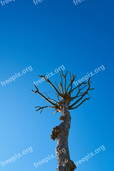 Tree Dried Up Autumn Winter Blue