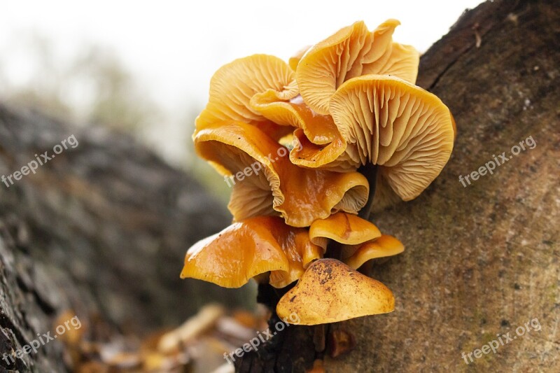 Mushrooms Forest Autumn Tree Plate