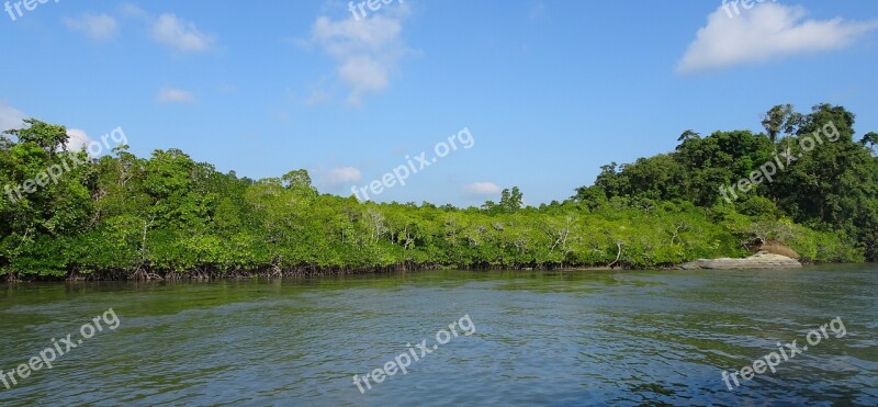 Mangroves Forest Lush Greenery Creek