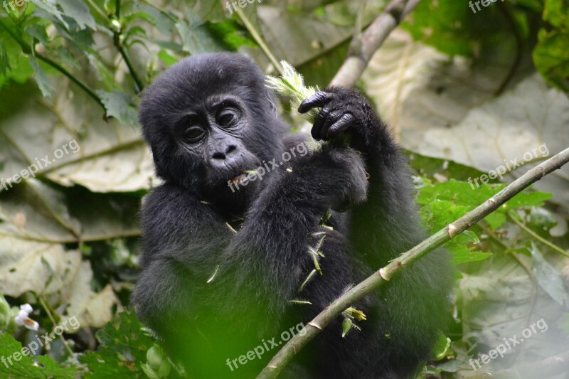 Gorilla Baby Gorilla Monkey Bwindi Uganda